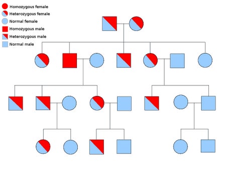 Pedigree chart of the inheritance of an autosomal recessive disorder.