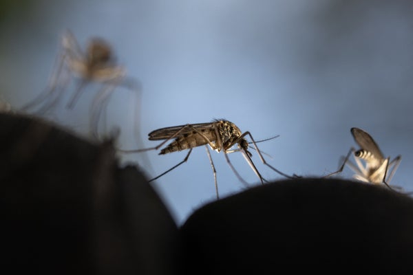 This photograph shows Mosquitoes trying to sting through a glove