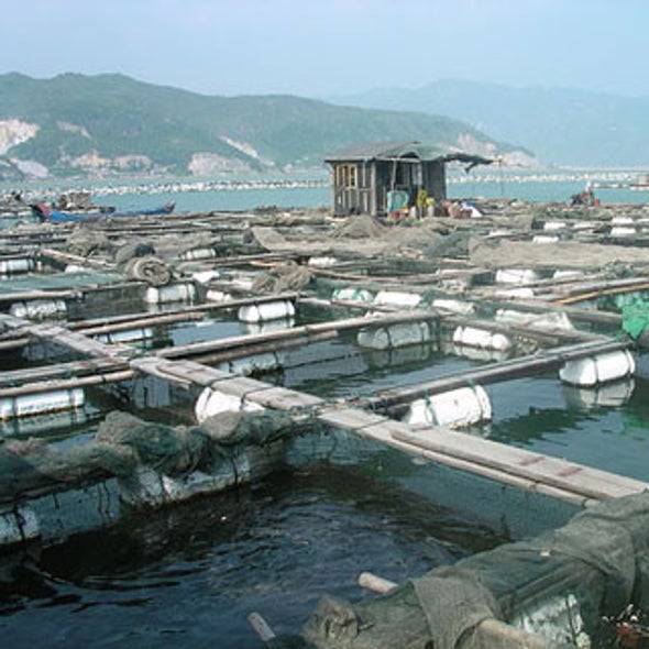 Aquaculture May Replace Wild Fish Stocks