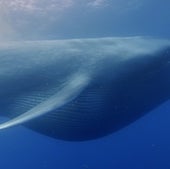 In evolutionary history, giant whales are unusual and relatively new creatures. Rising ocean temperatures could disrupt their feeding patterns, making these colossal animals a short-lived phenomenon.