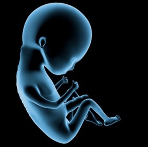 The Brain--from Womb to Tomb