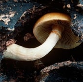 AUTUMN SKULLCAP