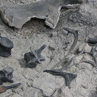 10 Places You May Catch Paleontologists Digging Up Fossils