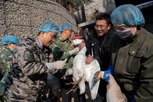 Bird Flu Is Surging. Dialing Back Its Pandemic Risk Starts with Prevention