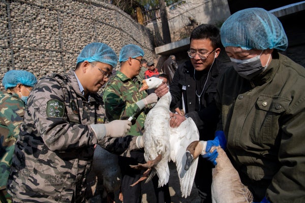 Veterinarians hold geese while vaccinating them