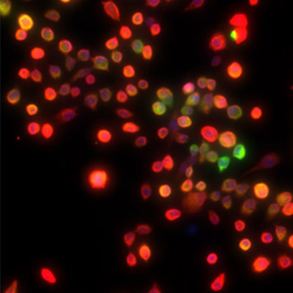 Adult Cells Steal Trick from Cancer to Become Stem Cell-Like