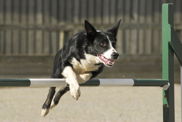 Border Collie jumping an Agility hurdle