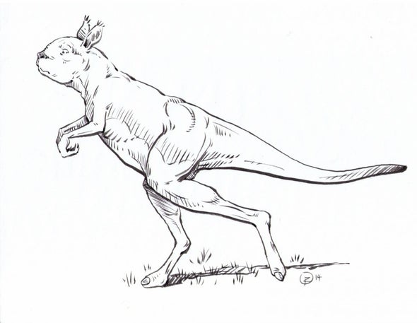Primordial Giant Kangaroos Did Not Hop, They Walked
