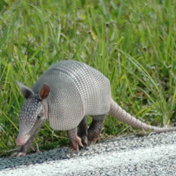 Armadillos Likely Transmitting Leprosy to Humans in Southern U.S.