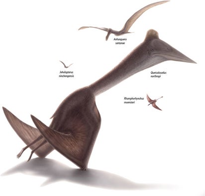 pterodactyl feet