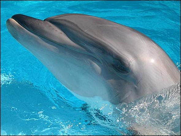 Dolphins Name Themselves