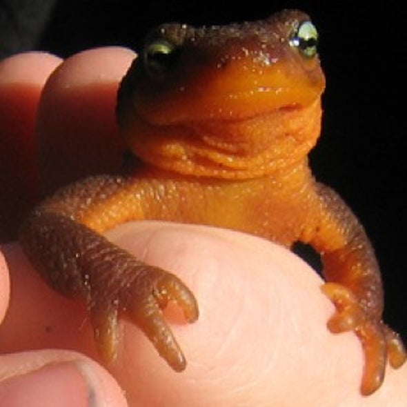 Some California Amphibians May Need a Lift to Survive Climate Change