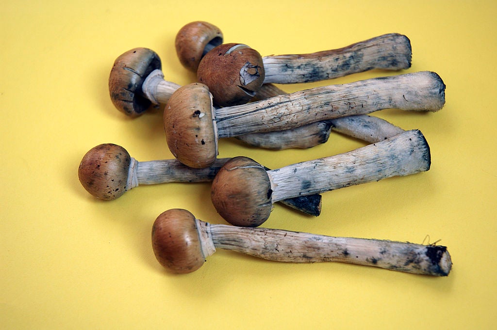 how to find magic mushrooms