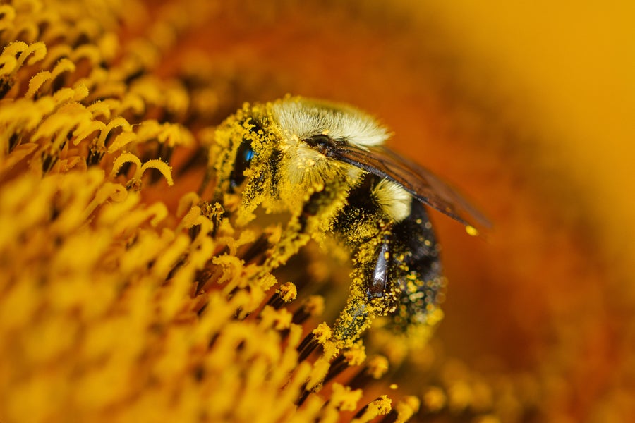 Bees 'Buzz' in More Ways Than You Might Think Scientific American