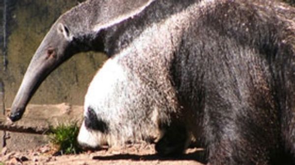 Can Endangered Animals Coexist with Big Ag? [Excerpt] - Scientific American