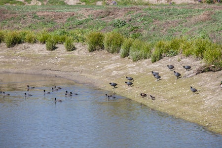 Desilting pond's zigzag design helps slow down water, allowing silt to settle before water is directed toward the infiltration basin