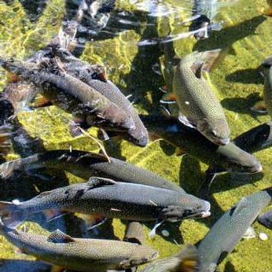 Watering Down the Fishery Gene Pool