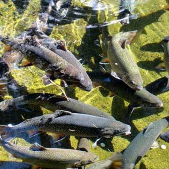 Watering Down the Fishery Gene Pool