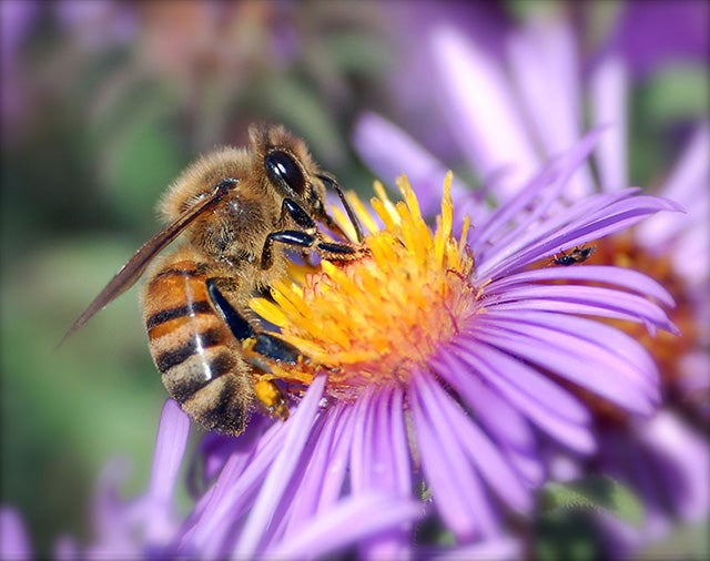 A Vaccine to Shield Threatened Honeybees from Disease - Scientific American