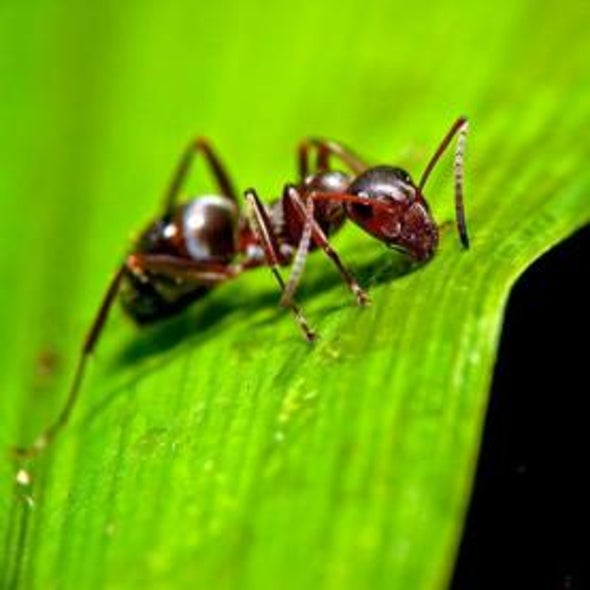 Infectious Selflessness: How an Ant Colony Becomes a Social Immune System