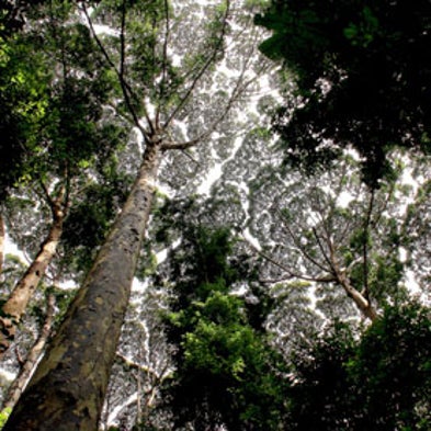 Rebirth Control: Lessons Learned from 90 Years of Rainforest Regeneration [Slide Show]