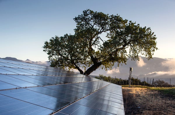 Solar panels and tree on a vineyard