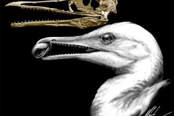 New Fossils Offer Clues about a Primordial Bird Beak