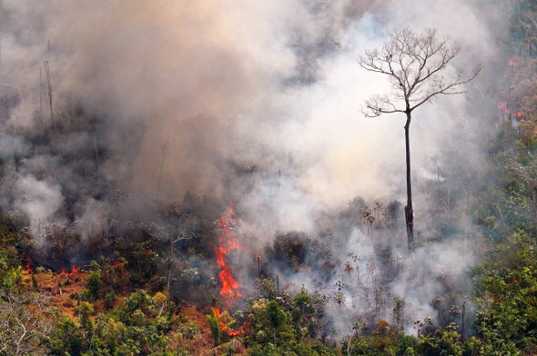 Why Amazon Trees Are Especially Vulnerable to This Year's Fires