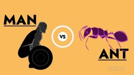 An Olympic Showdown: Human versus Ant