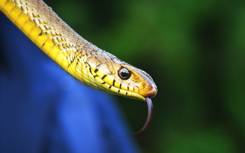 Warming Threatens Reptiles More Than Birds and Mammals - Scientific American