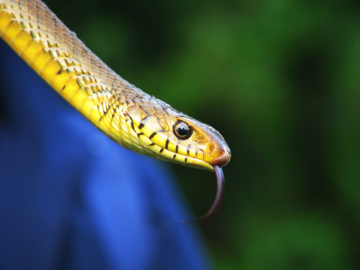 Snakes, the ecosystem, and us: it's time we change