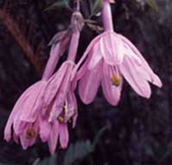 Global Estimate of Endangered Plant Species Triples