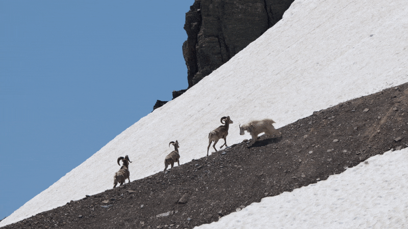 Mountain Goats Battle Bighorn Sheep over Climate-Limited Resources