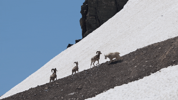 Gif of mountain goat displacing sheep on hillside