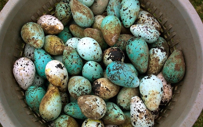 different kinds of bird eggs