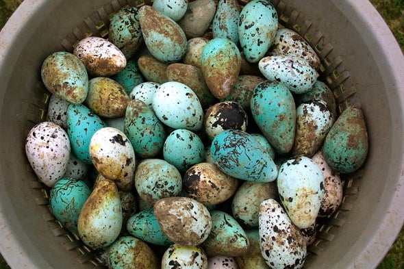 Bird Egg Colors Are Influenced by Local Climate