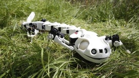 Cyber Salamander Scurries like Its Biological Counterpart