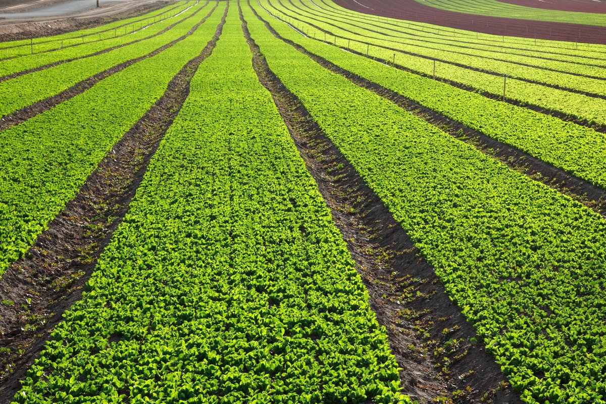Intensive Farming