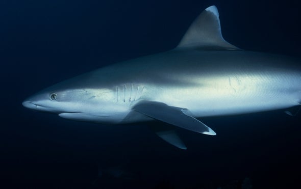 Shark Fins Contain Toxic "One–Two Punch"