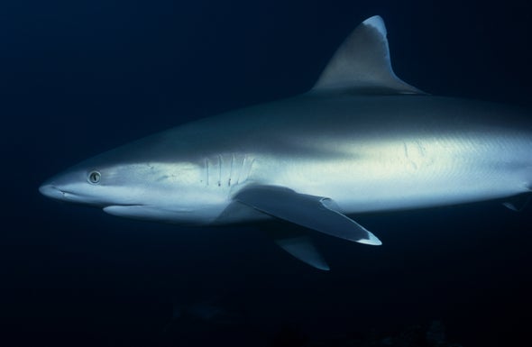 Shark Fins Contain Toxic "One–Two Punch"