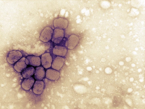 Electron micrograph of variola (smallpox) viruses.