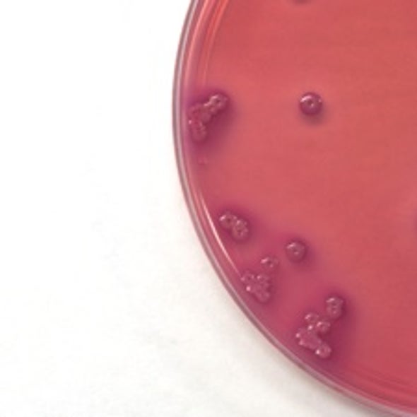 Bacteria Transformed into Biofuel Refineries