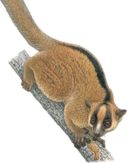 Eastern fork-marked lemur - Scientific American