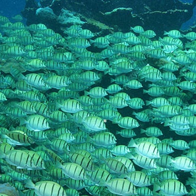 Slide Show: Larger Sea Life Depends on Healthy Reefs