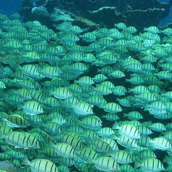 Slide Show: Larger Sea Life Depends on Healthy Reefs