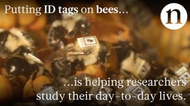 IDs for Bees: Tracking Bumble Bee Behavior