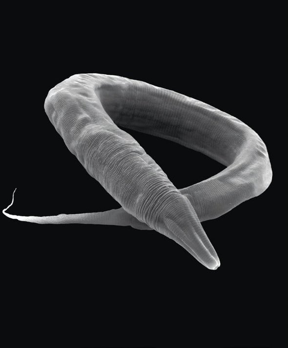 Tiny Worms Survive Forces 400,000 Times Stronger Than Gravity on Earth