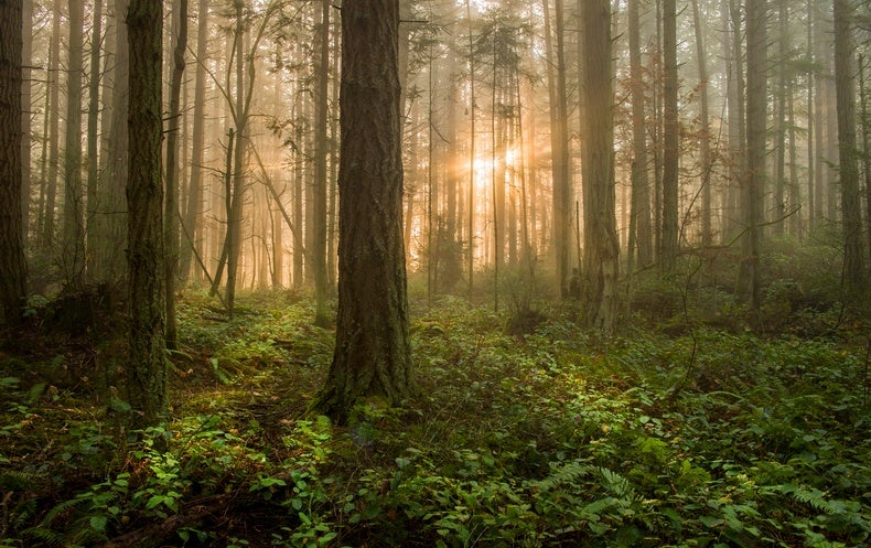 Il devient de plus en plus difficile pour les forêts de se remettre des catastrophes