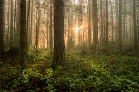 Beautiful sunrise the morning fog adds an atmospheric feel to the firs and cedars that