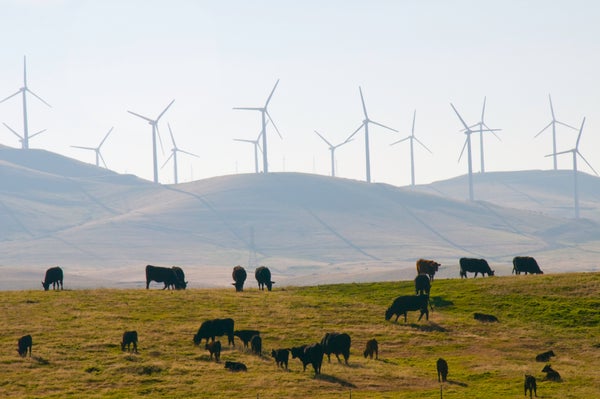 Cattle grazing in front of hill with wind turbines.